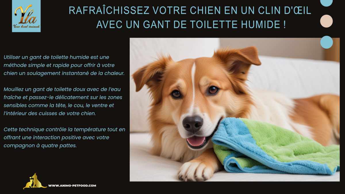 Rafraîchir votre chien avec un gant de toilette humide : méthode simple et efficace pour soulager la chaleur estivale